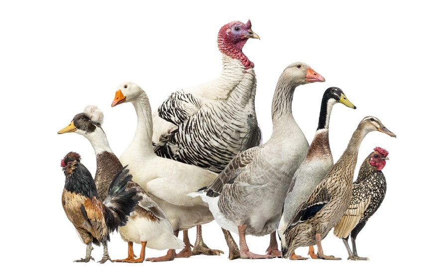 Influenza aviaire : risque élevé