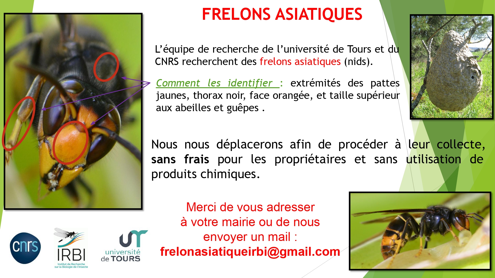 Signalement de nids de frelons asiatiques